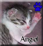 Angel-Tagged