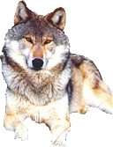 Animal Spirit wolfgraphic02