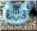 Carwash-Cats-Tagged