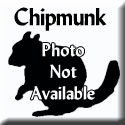 Chipmunk-Tagged