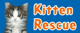 Kitten-Rescue