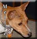 Mellie-Basenji-Tagged
