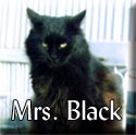 Mrs-Black-Tagged