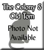 Old-Tom-Tagged