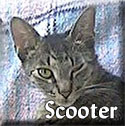 Scooter-Tagges