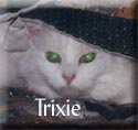 Trixie-Tagged