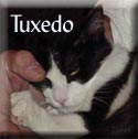 Tuxedo104