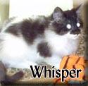 Whisper-Tagged