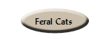 Feral Cats