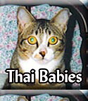 Thai-Babies-Tagged